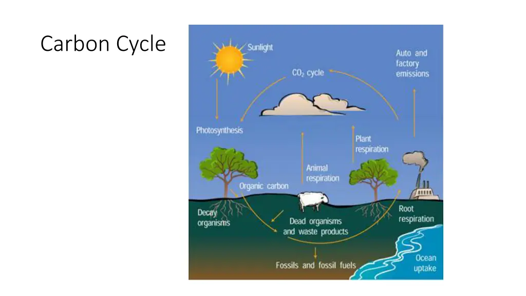 carbon cycle