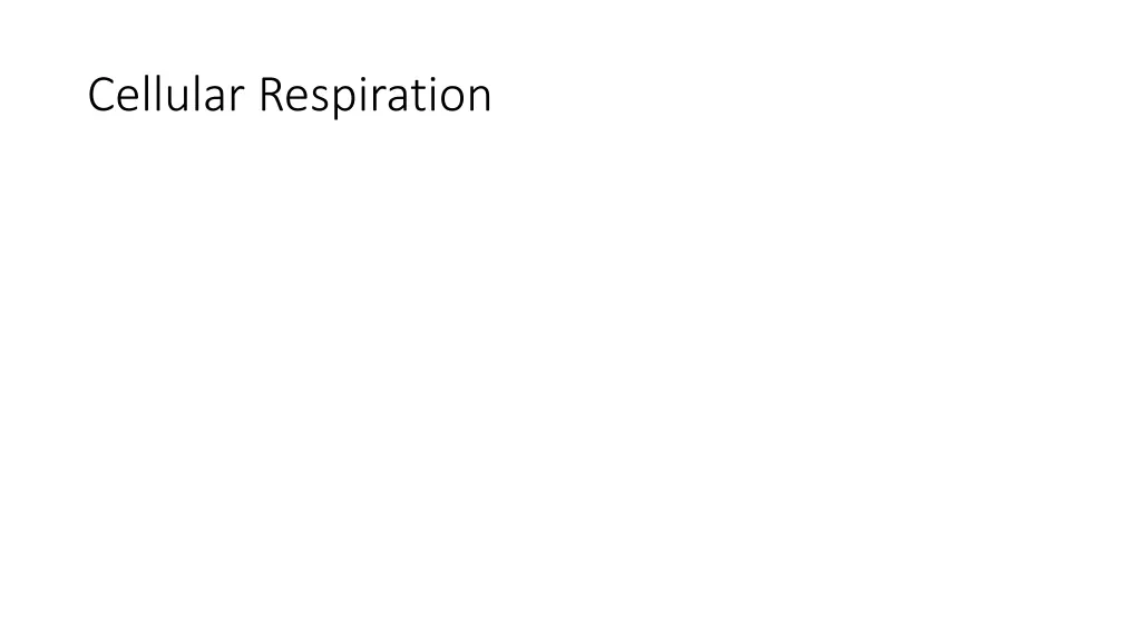 cellular respiration