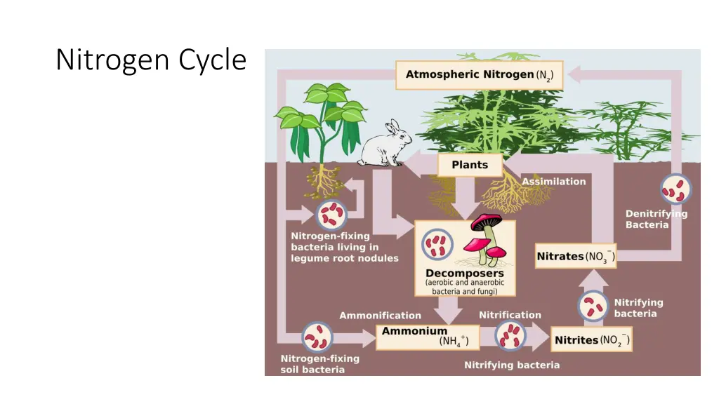 nitrogen cycle