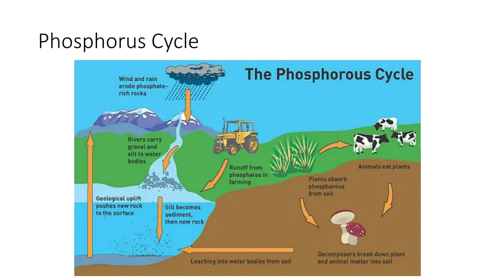 phosphorus cycle