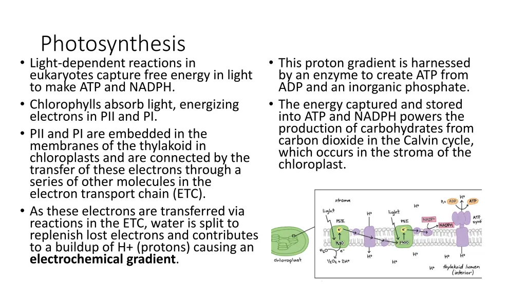 photosynthesis light dependent reactions