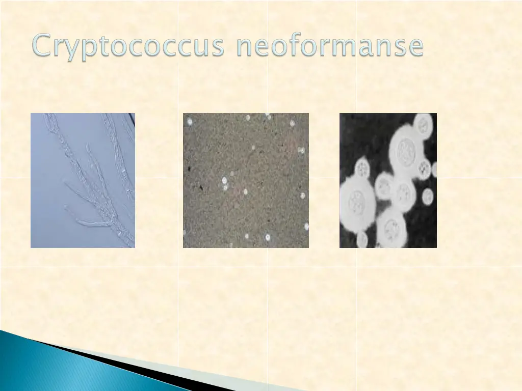 http t2 gstatic com images q tbn wag 5mxocd8rkm