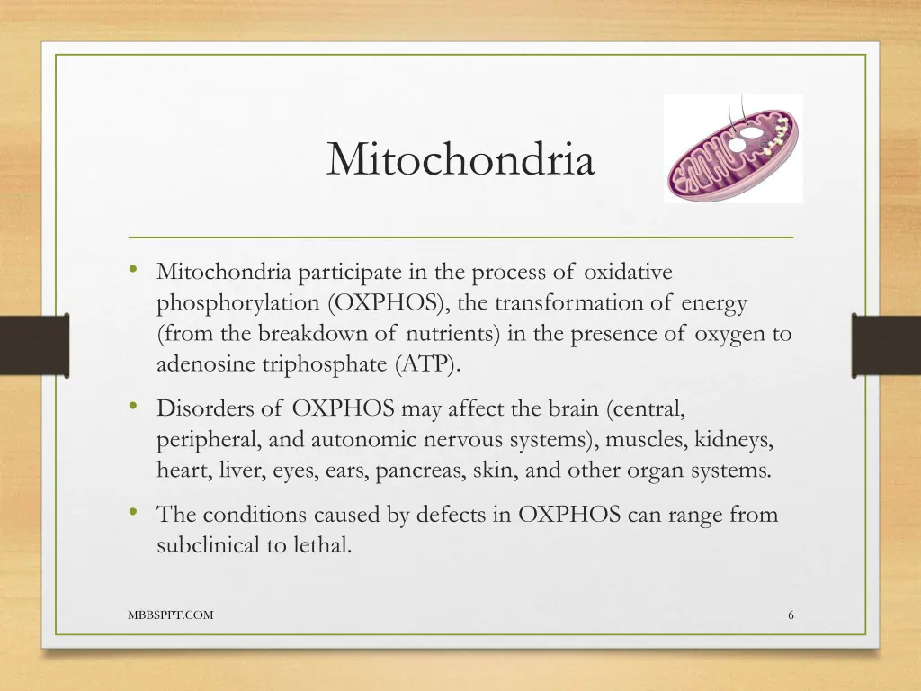 mitochondria 2