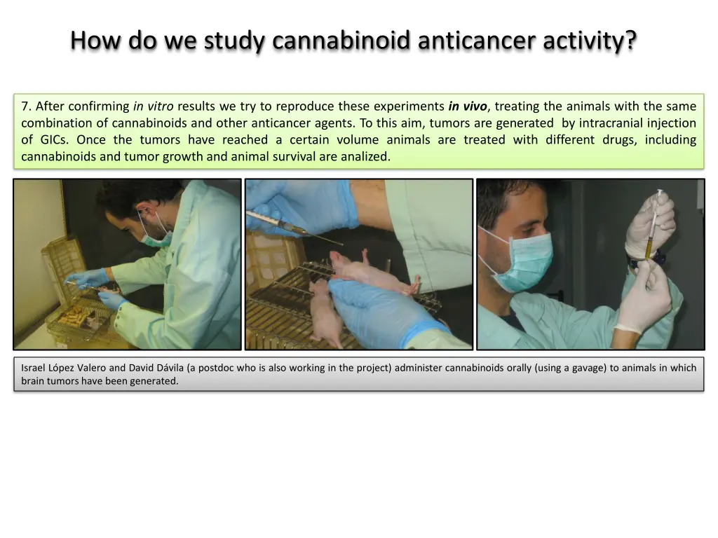 how do we study cannabinoid anticancer activity 1