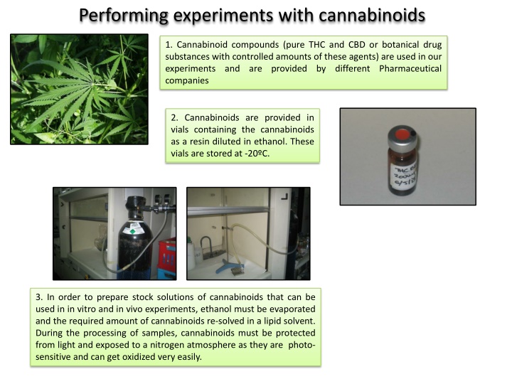 performing experiments with cannabinoids