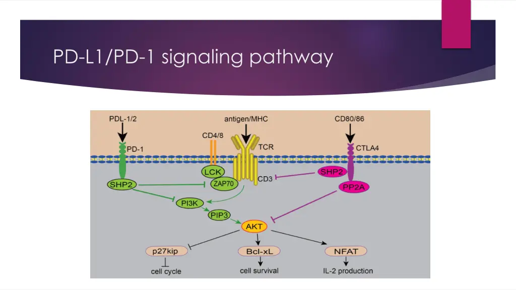 pd l1 pd 1 signaling pathway