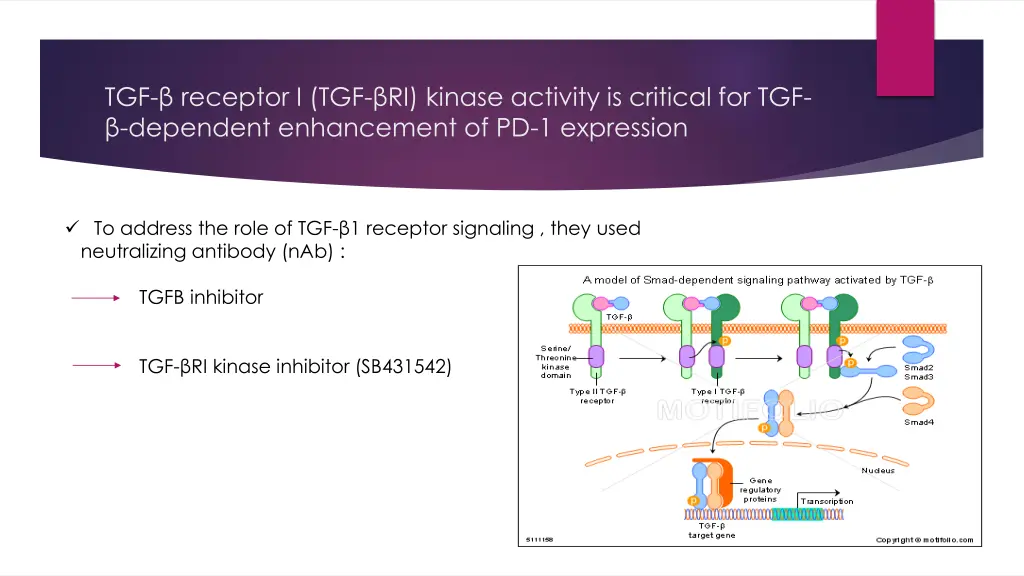 tgf receptor i tgf ri kinase activity is critical