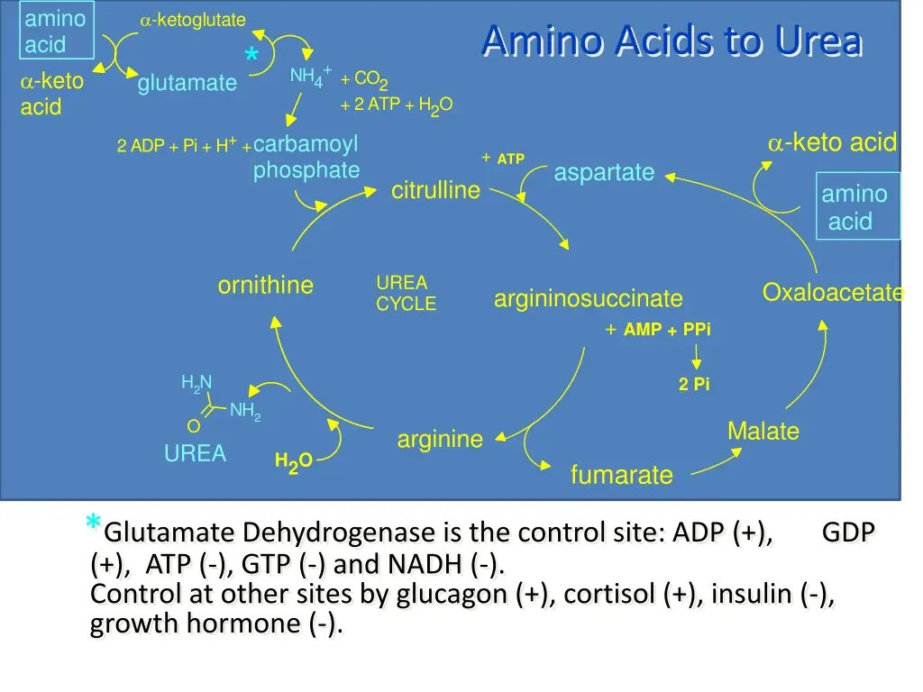 amino acid keto acid