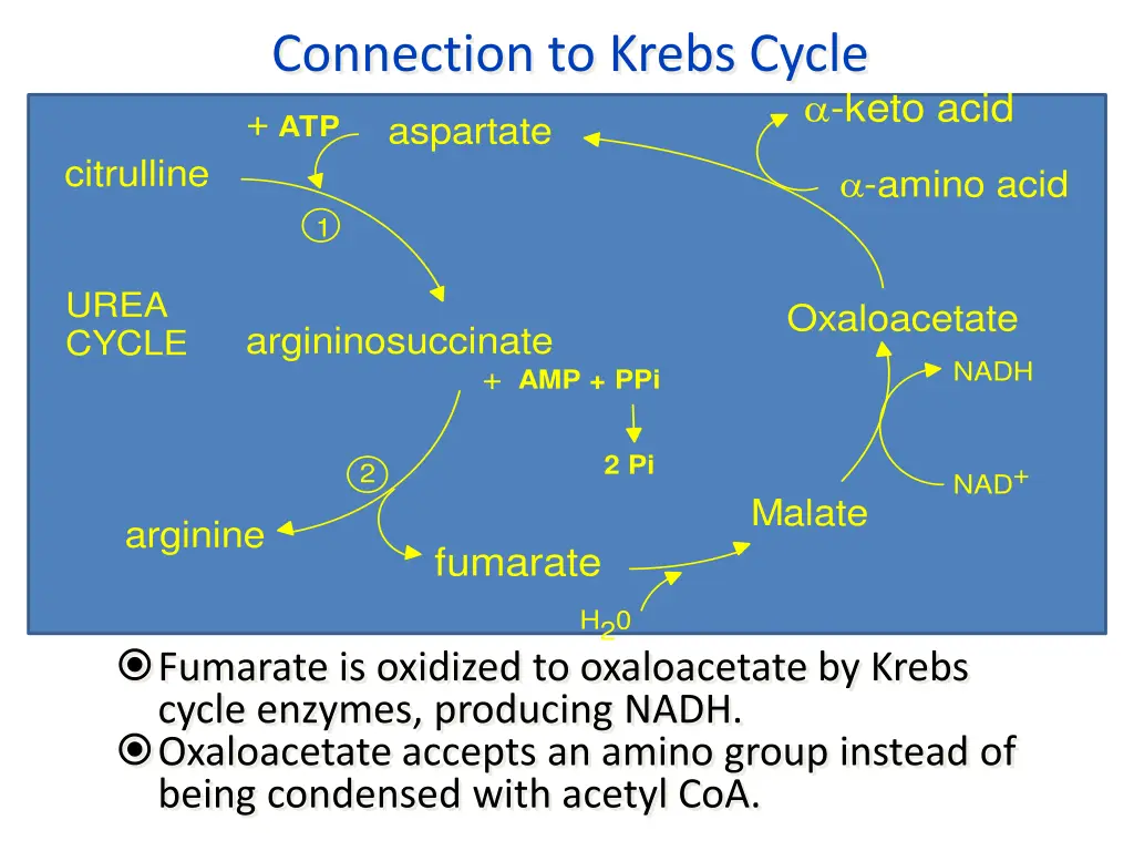 connection to krebs cycle
