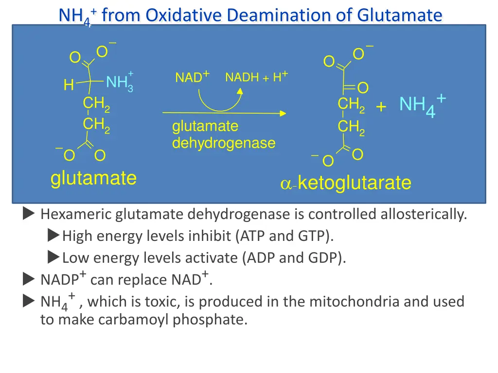 nh 4 from oxidative deamination of glutamate