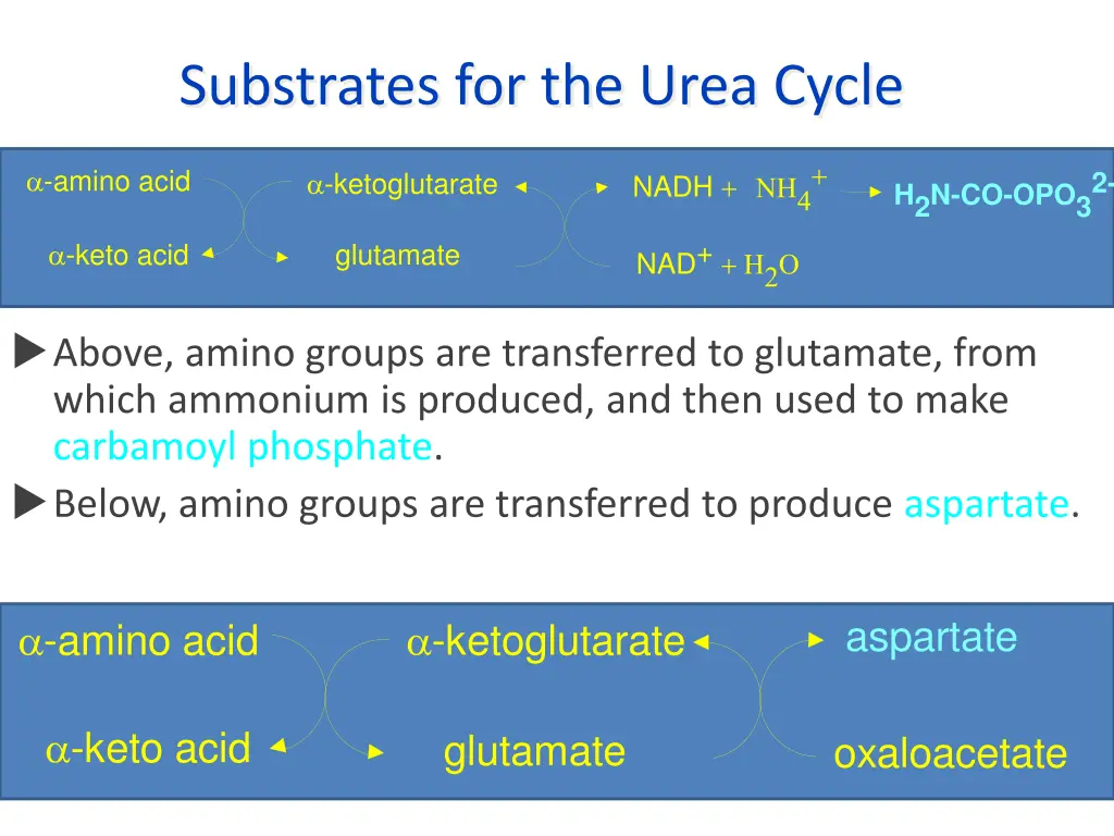 substrates for the urea cycle