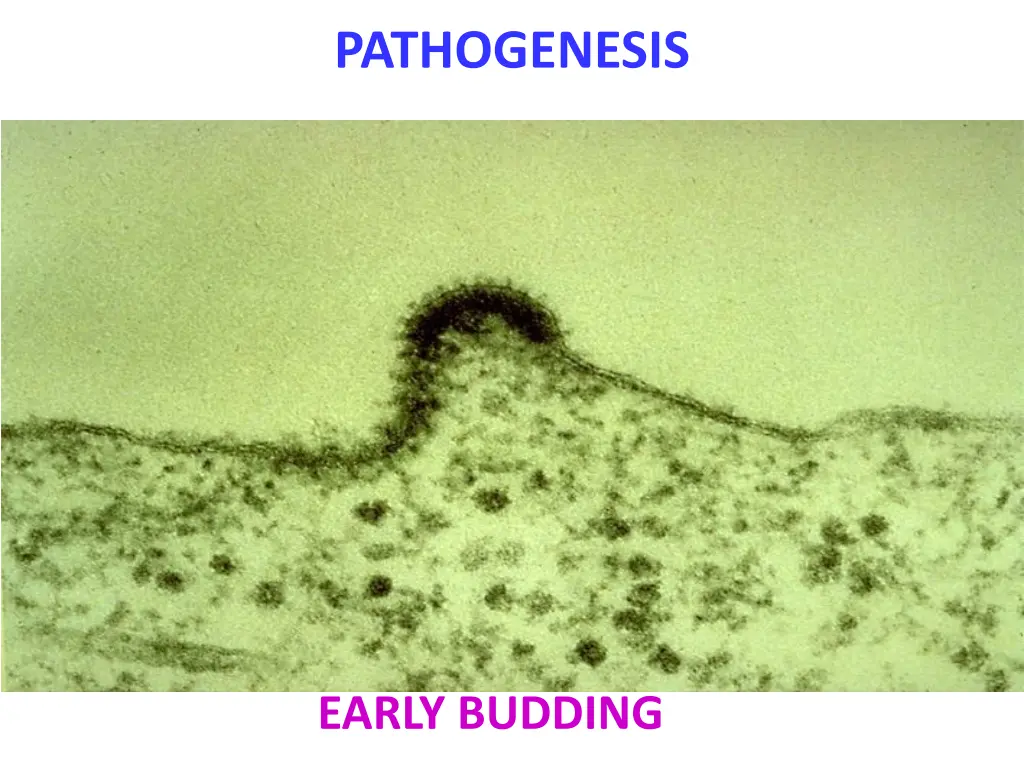 pathogenesis 1