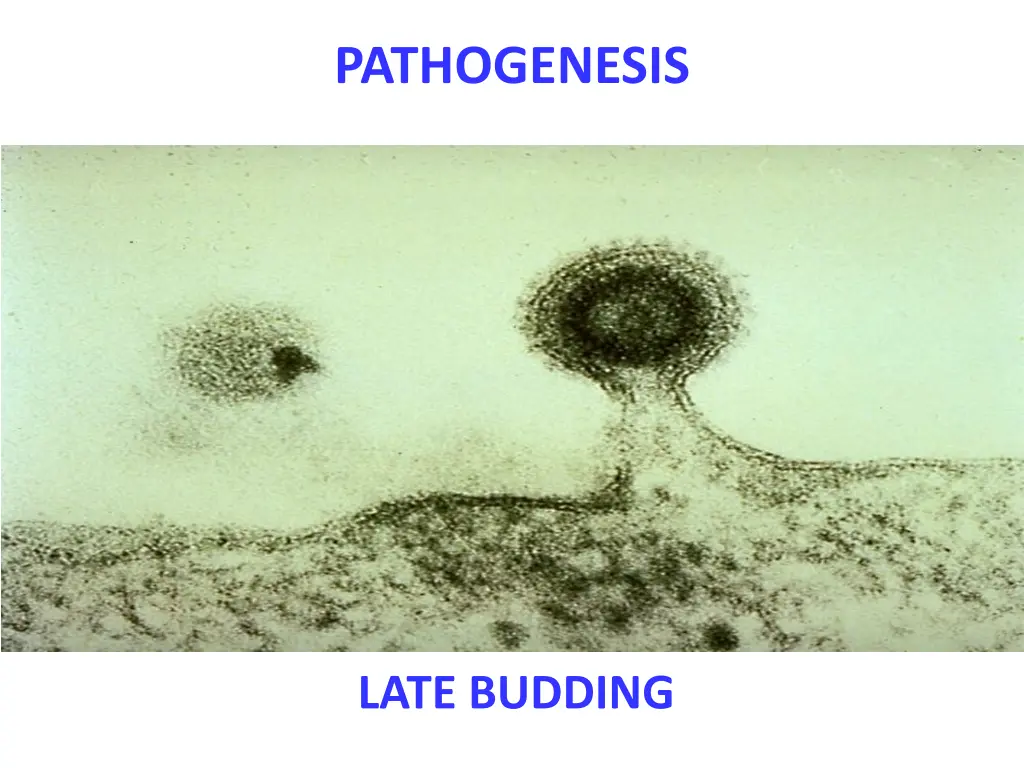 pathogenesis 2