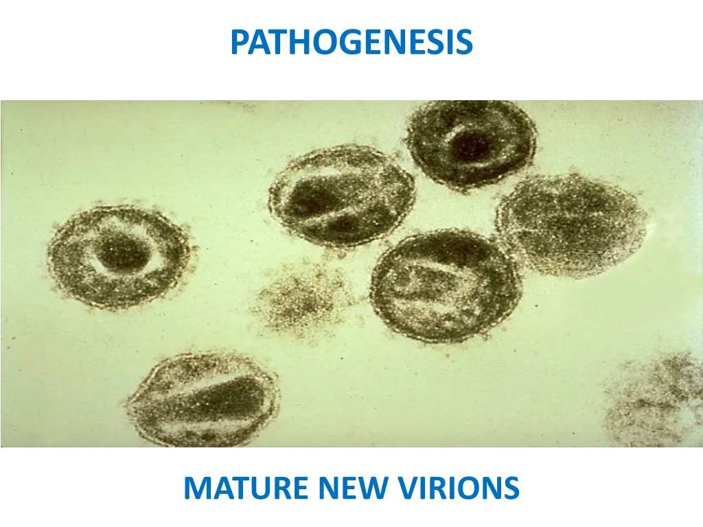pathogenesis 3