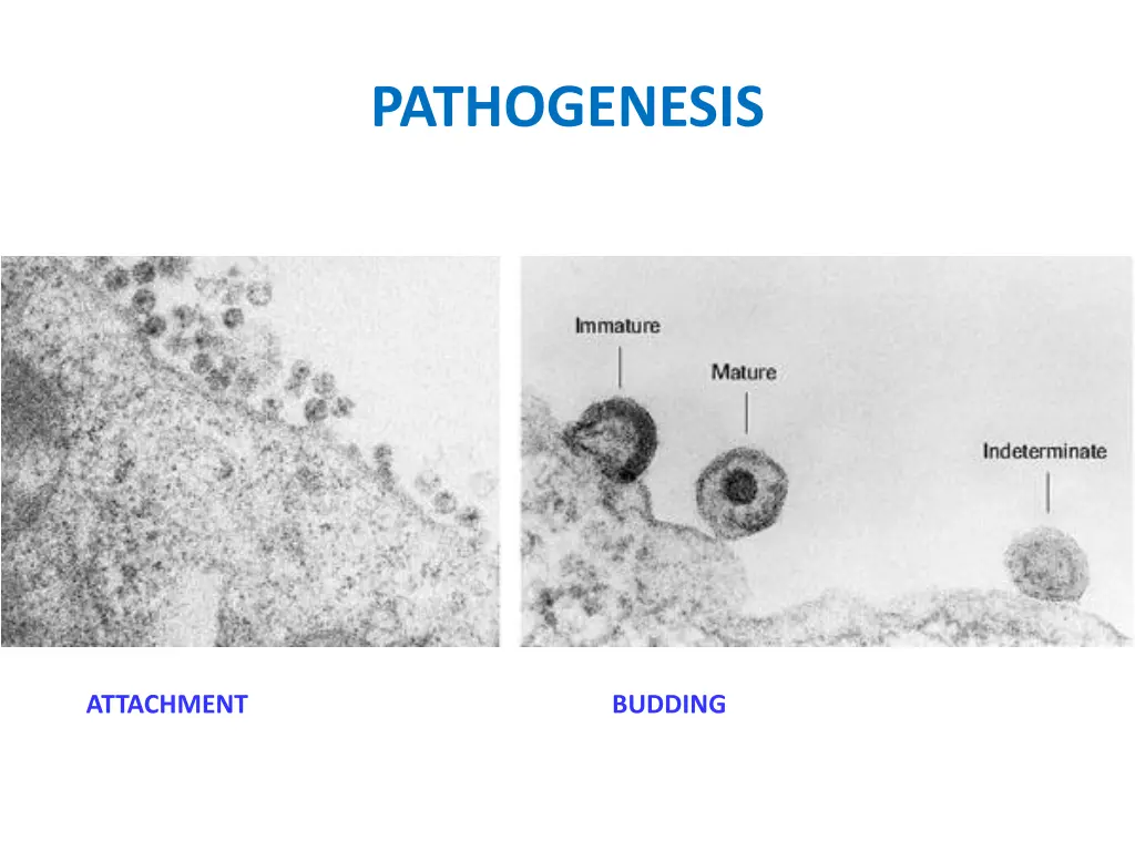 pathogenesis