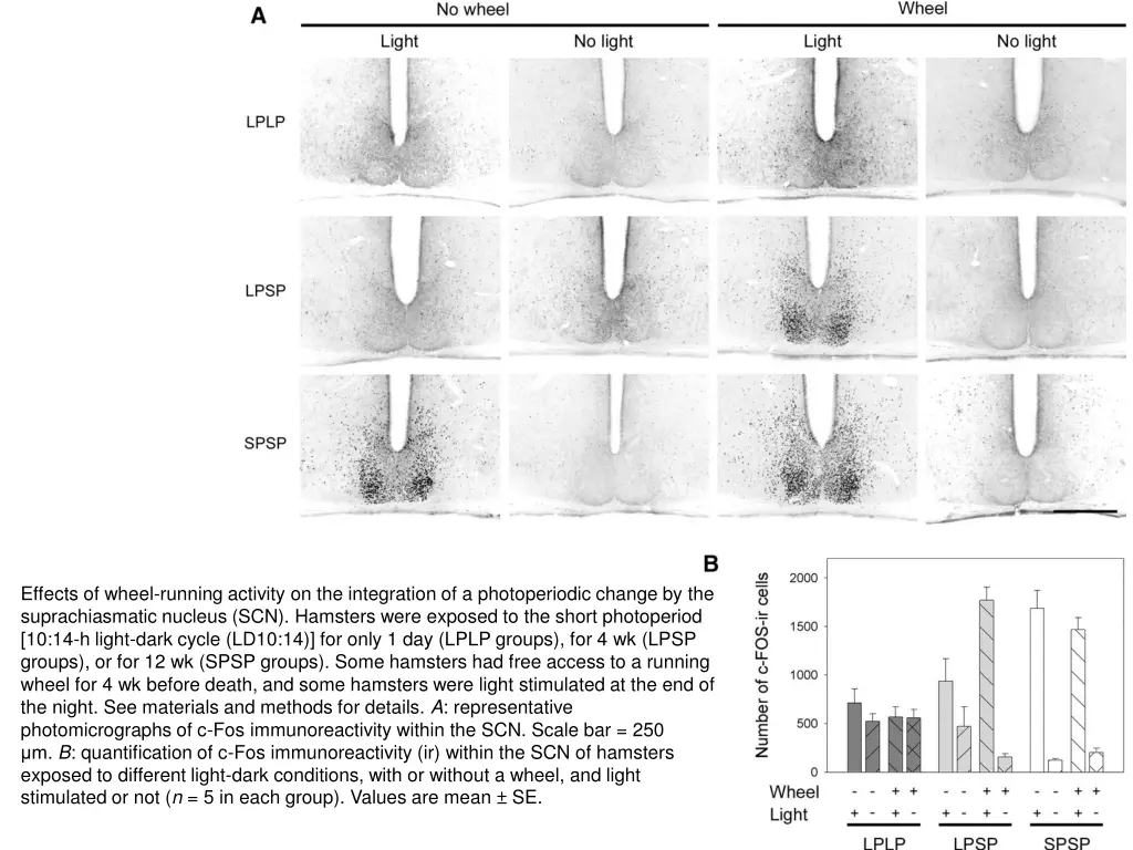 effects of wheel running activity