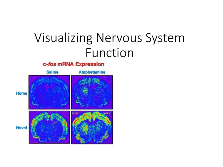 visualizing nervous system function