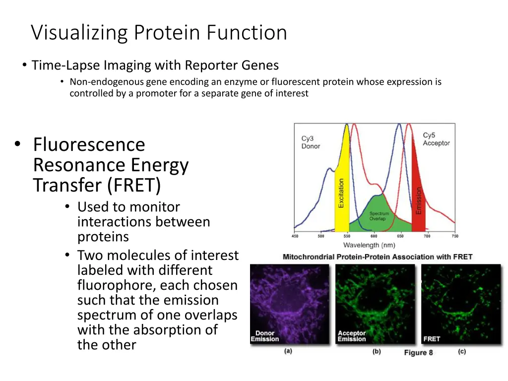 visualizing protein function