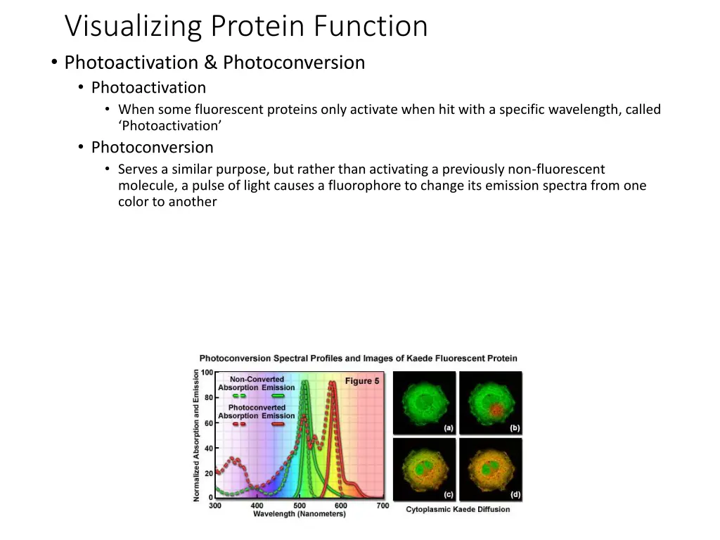 visualizing protein function photoactivation