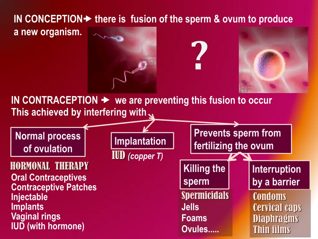 in conception there is fusion of the sperm ovum