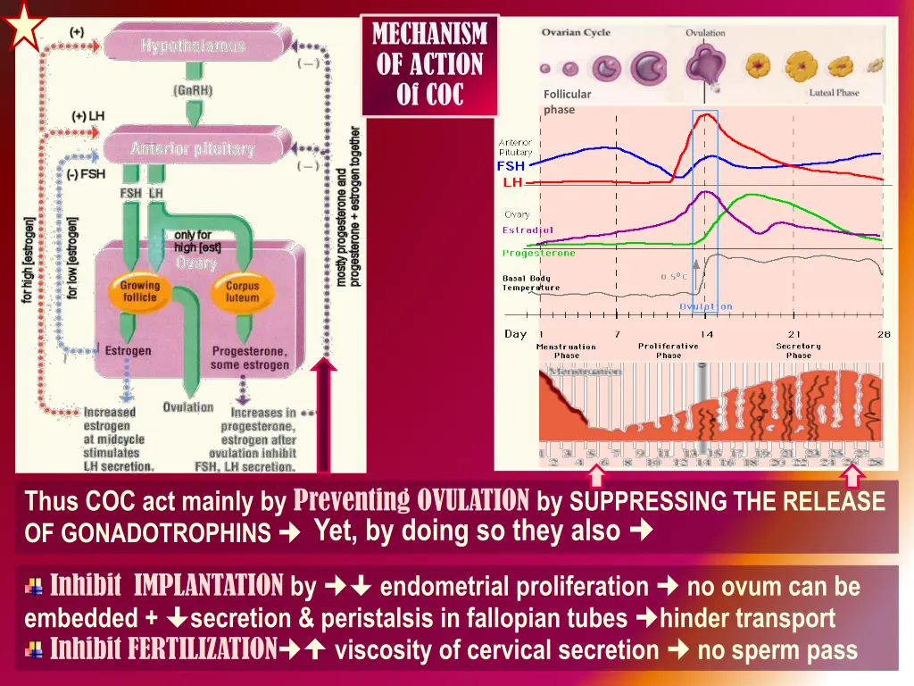 mechanism of action of coc