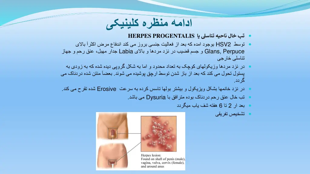 herpes progentalis labia