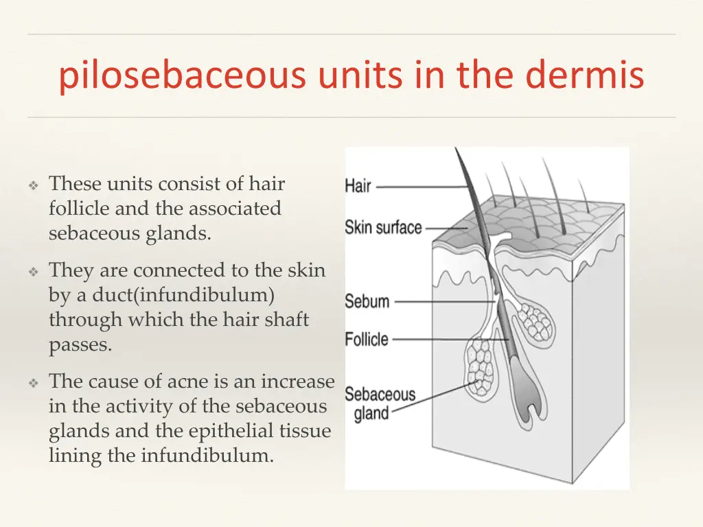 pilosebaceous units in the dermis