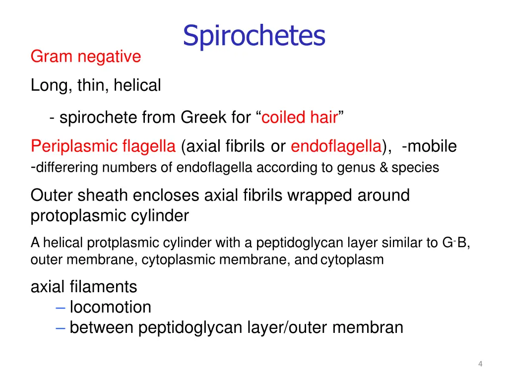 spirochetes 2