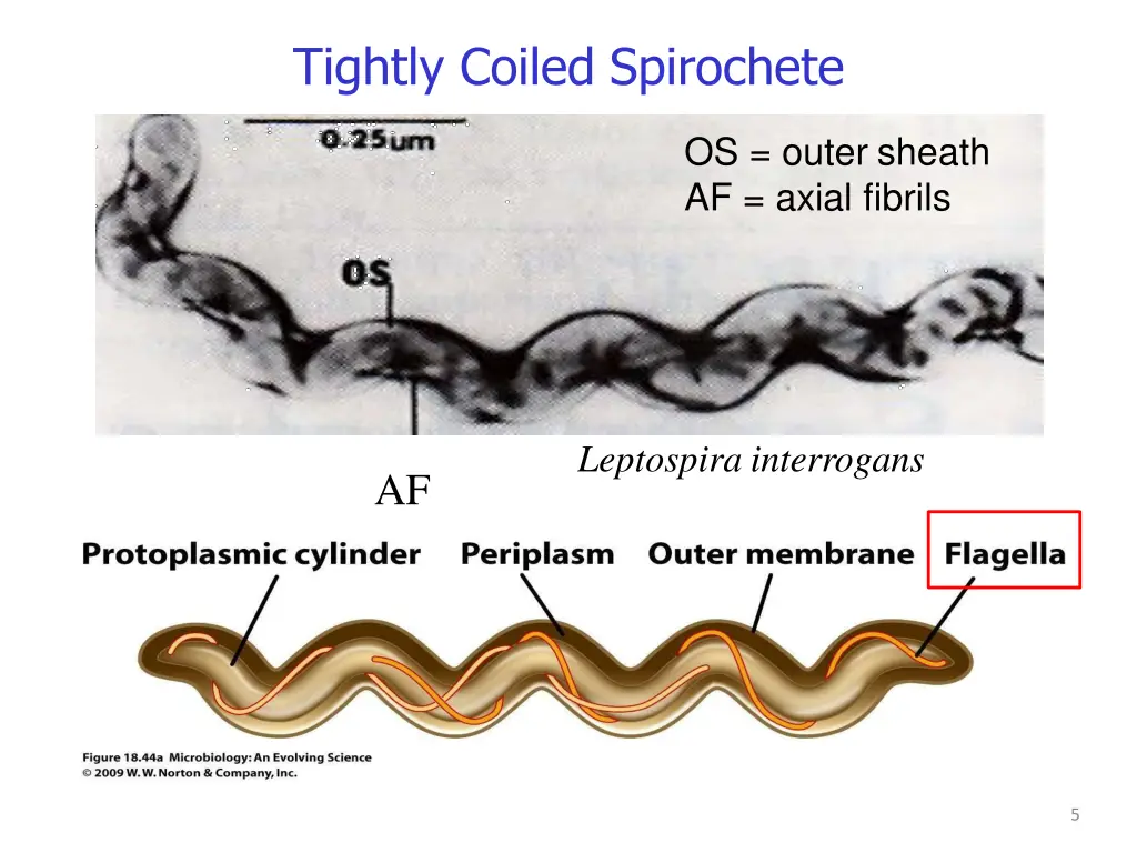 tightly coiled spirochete