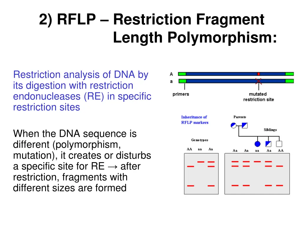 2 rflp restriction fragment length polymorphism