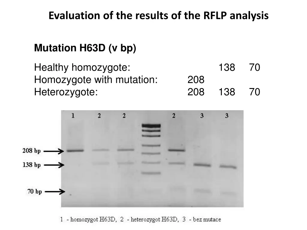evaluation of the results of the rflp analysis 1