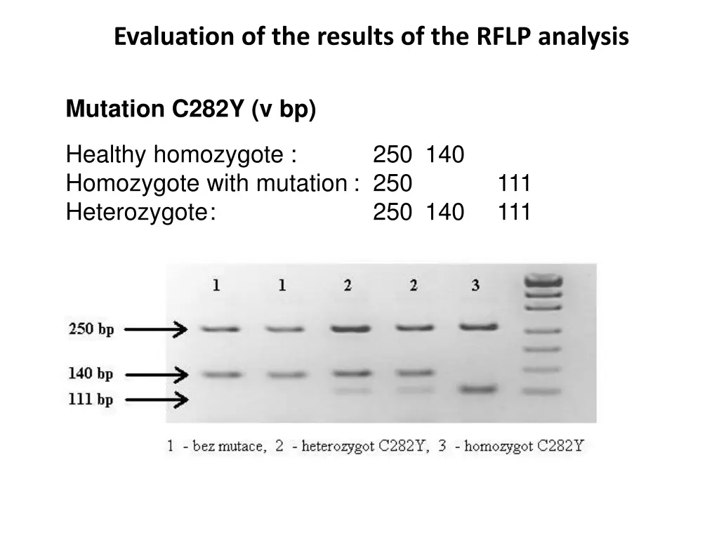 evaluation of the results of the rflp analysis