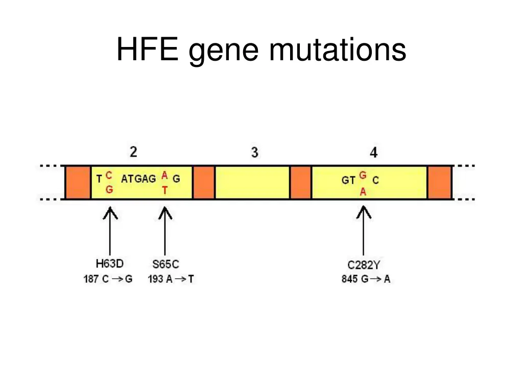 hfe gene mutations