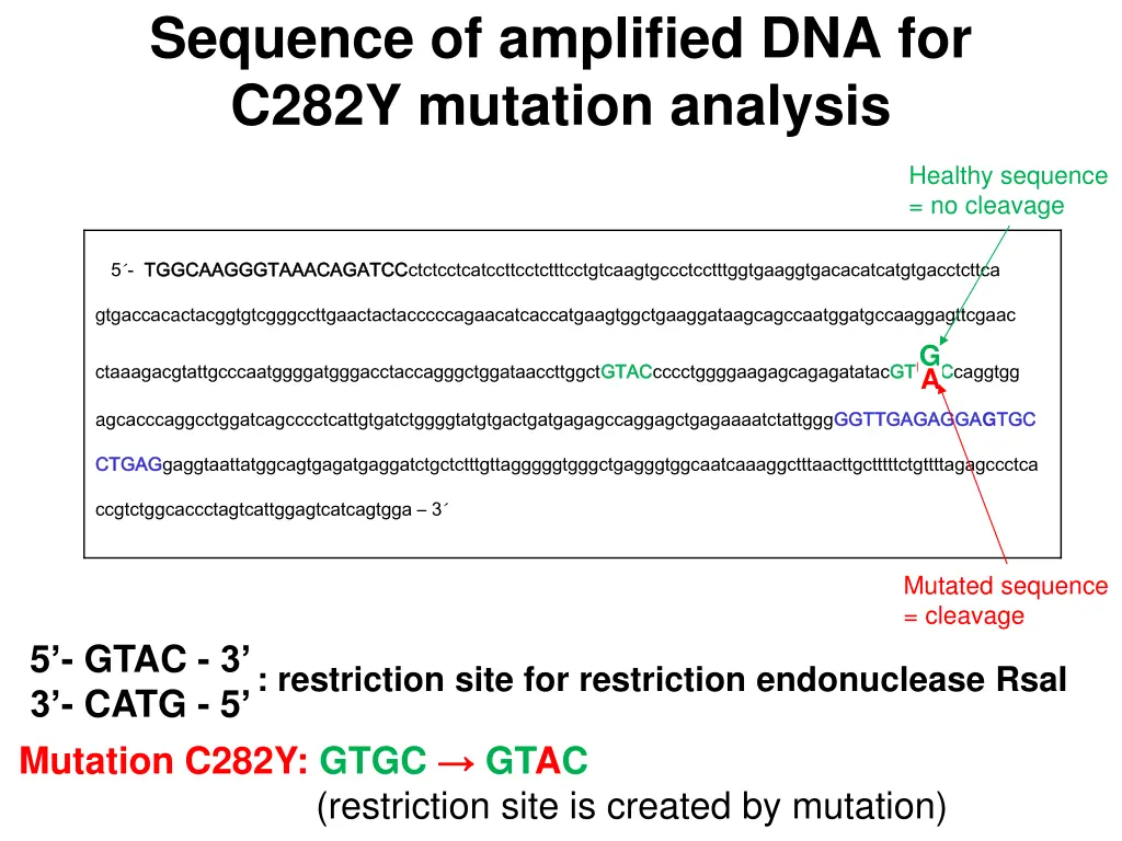 sequence of amplified dna for c282y mutation