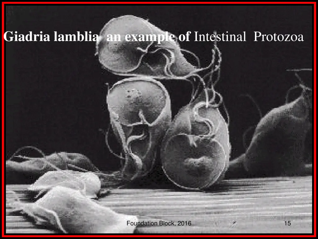 giadria lamblia an example of intestinal protozoa