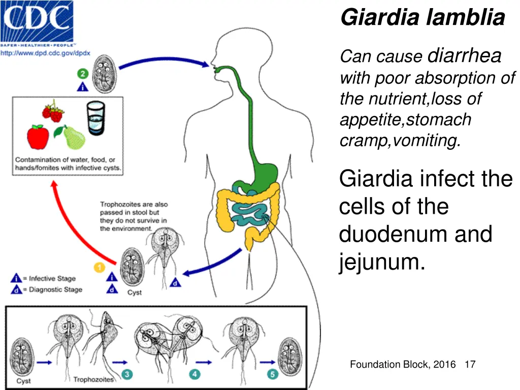 giardia lamblia