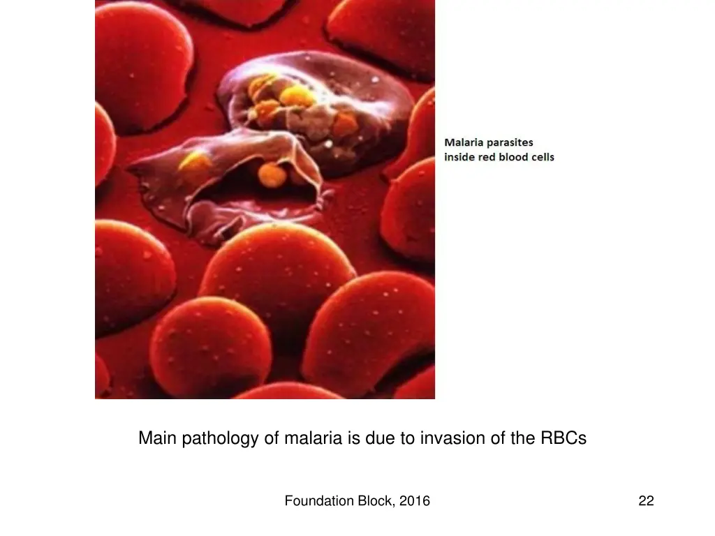 main pathology of malaria is due to invasion