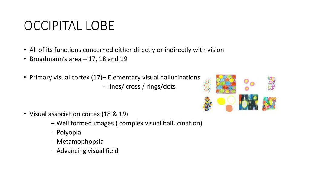 occipital lobe