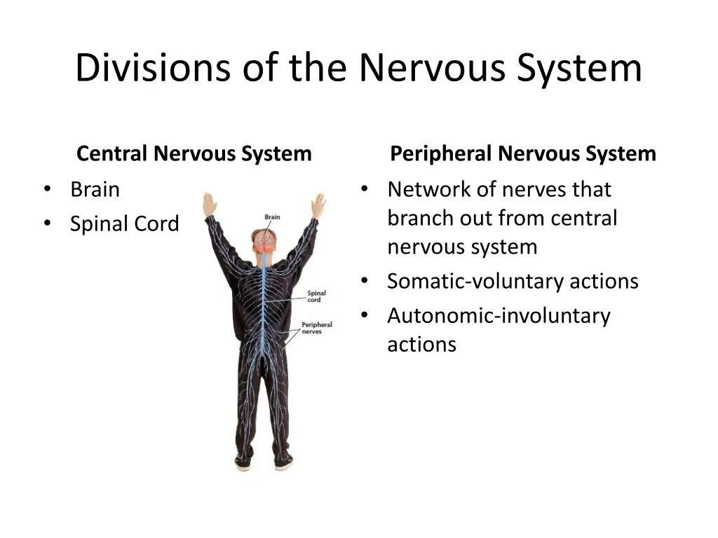 divisions of the nervous system