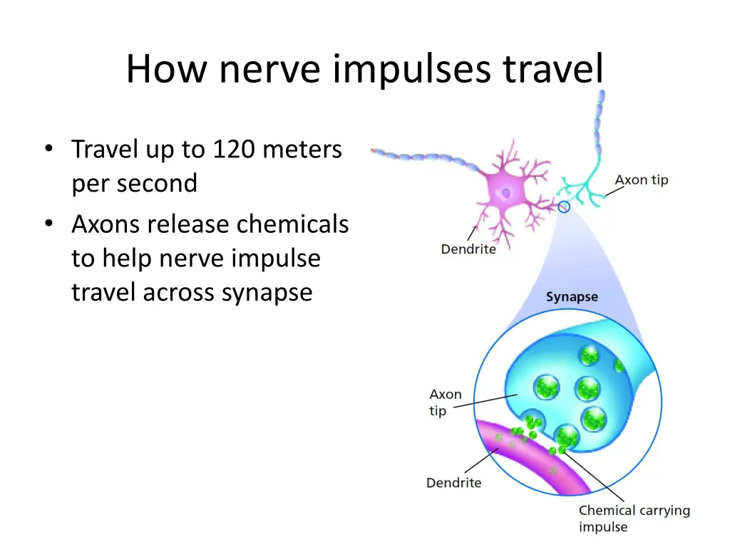 how nerve impulses travel