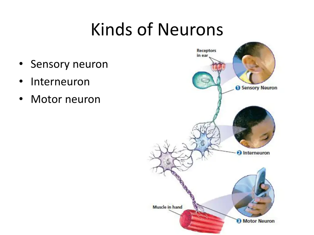 kinds of neurons