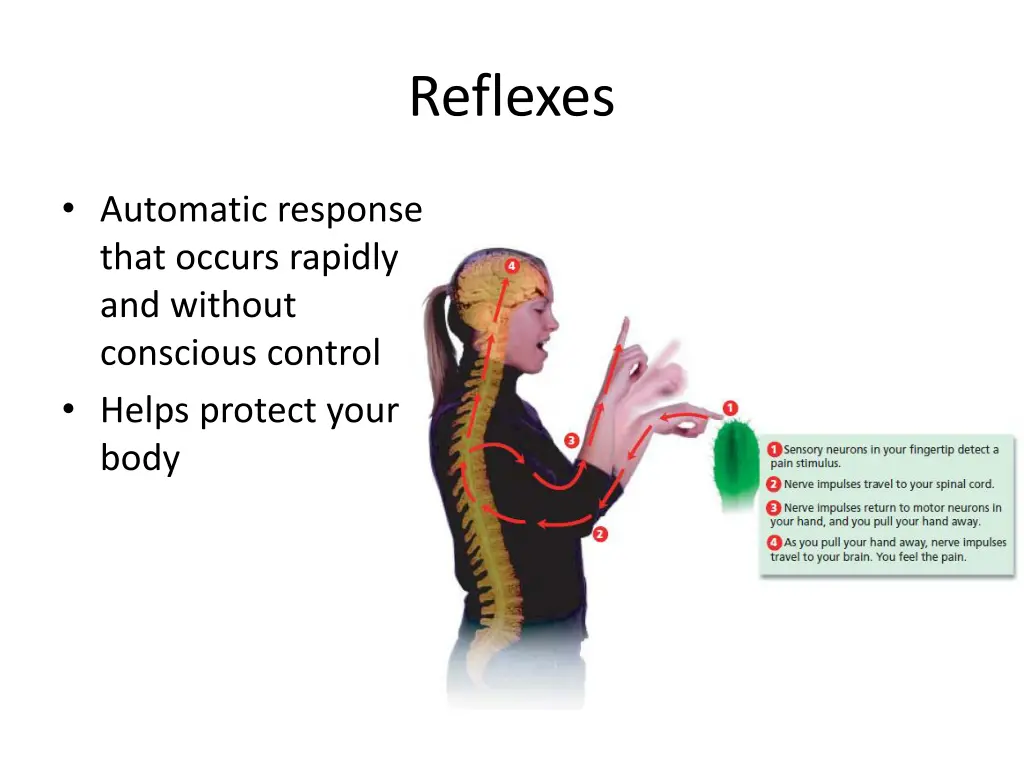 reflexes