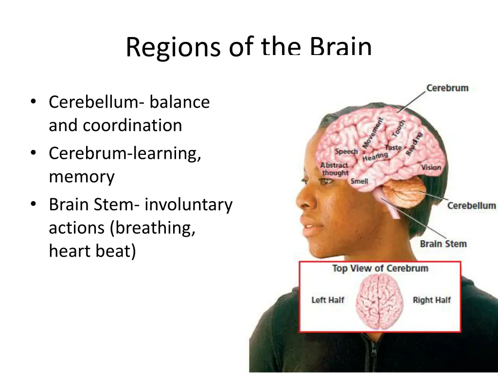 regions of the brain