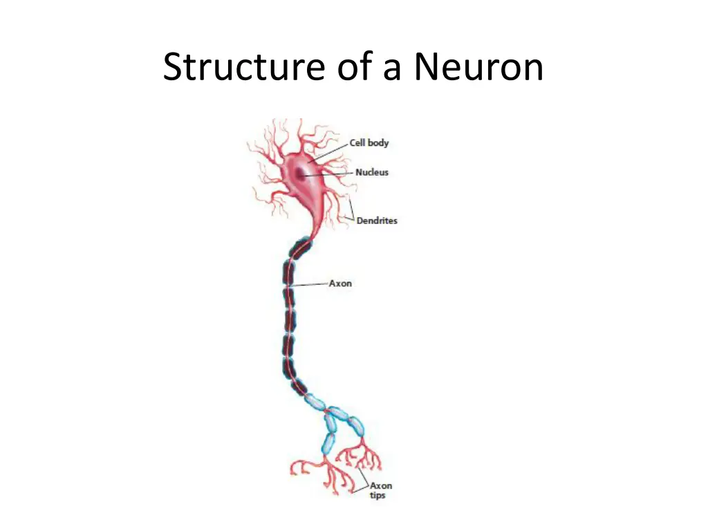 structure of a neuron