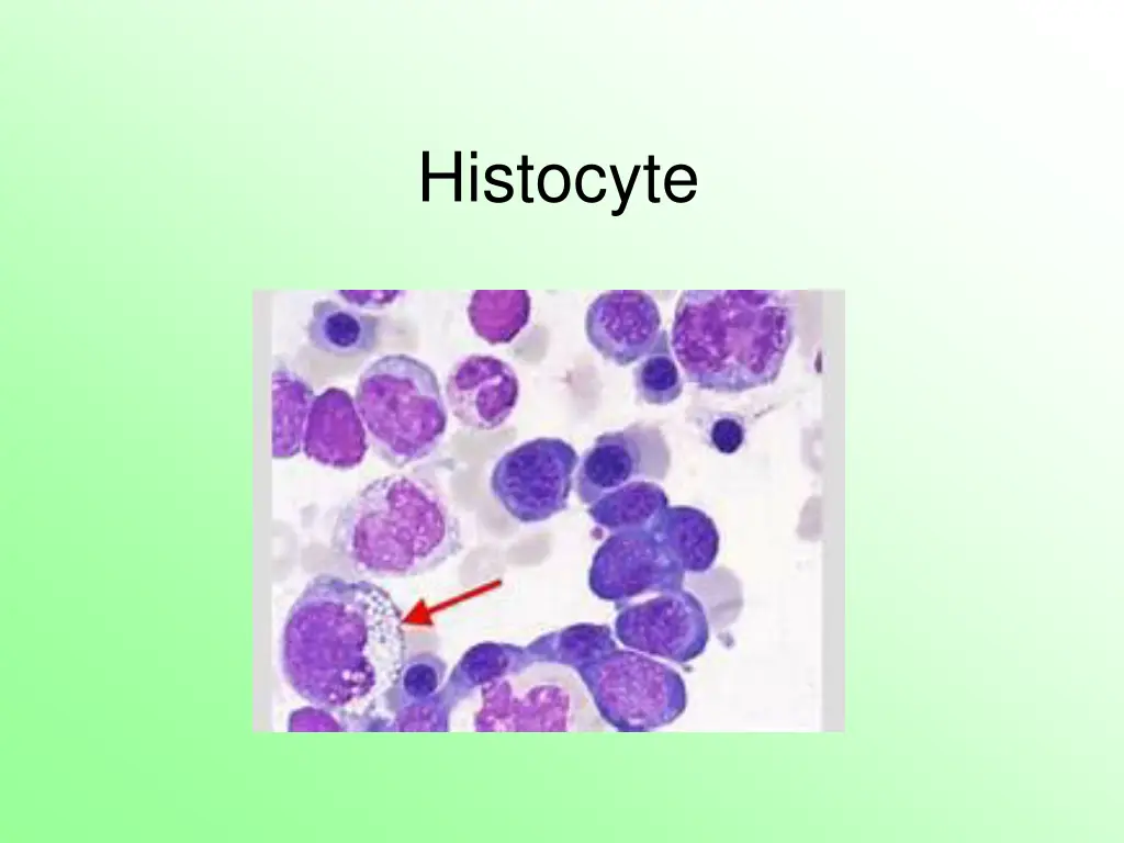 histocyte