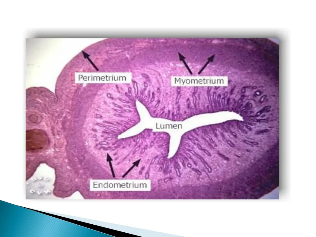 slide12