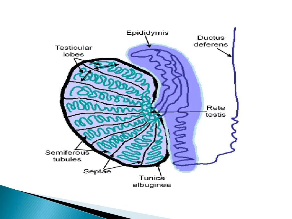 slide19