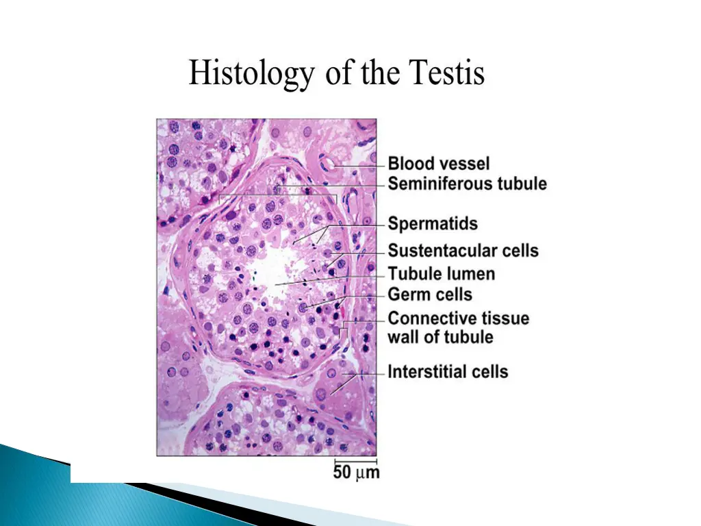 slide22