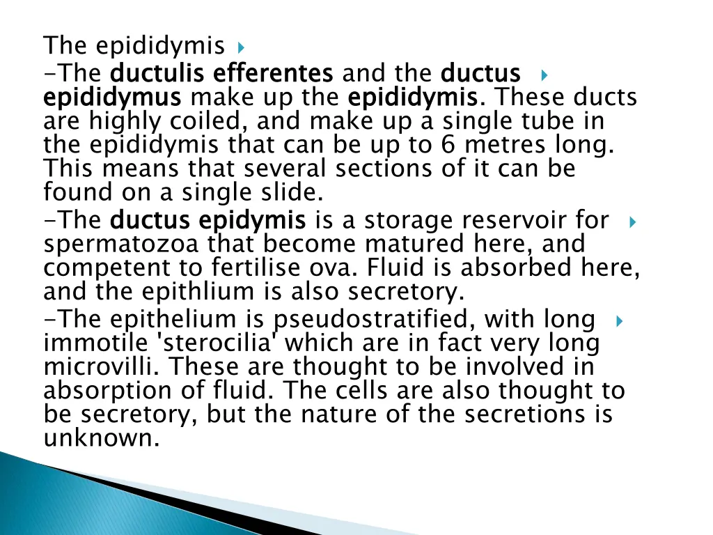 the epididymis the ductulis epididymus are highly