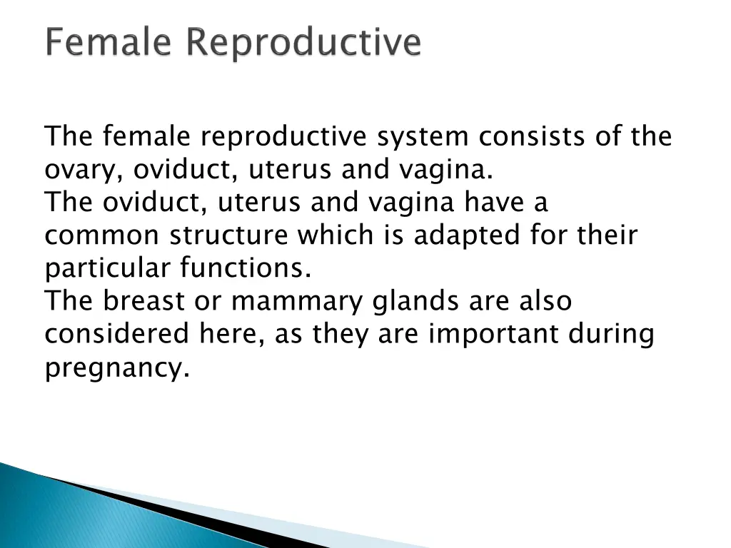 the female reproductive system consists